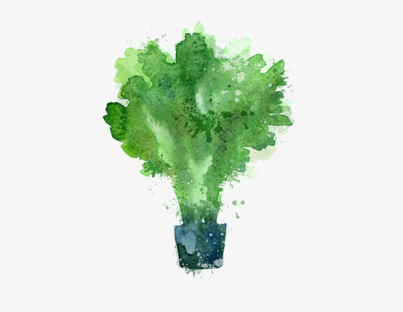 Kale - Stock Illustration, transparent png #236847