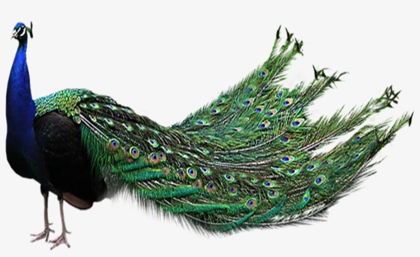 Peacock Feather Transparent Background - Peacock Png, transparent png #236918