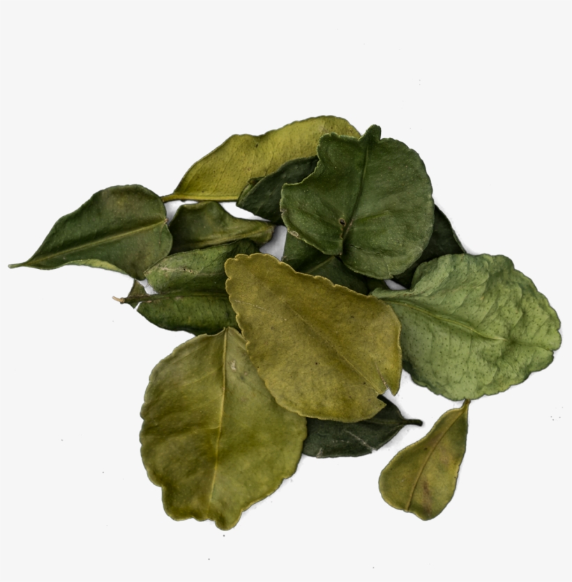 Kaffir Lime Leaves Png - Kaffir Lime, transparent png #237109