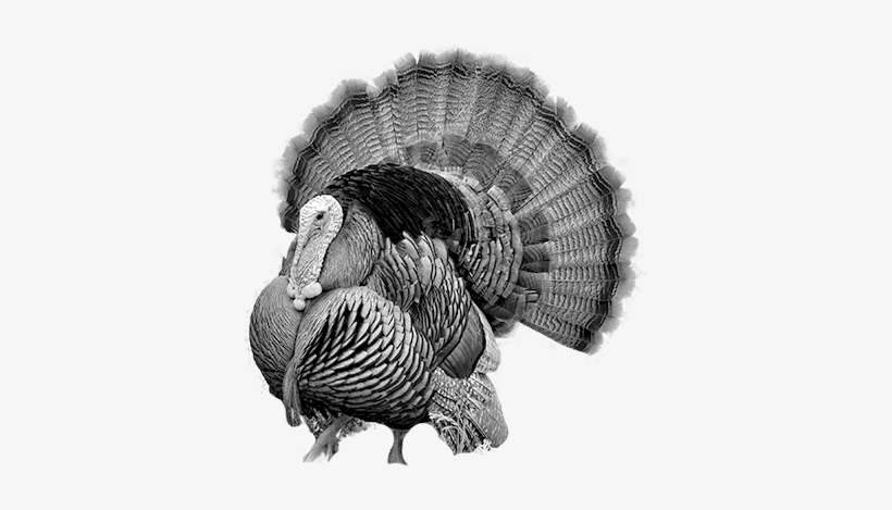 Dindon - Male Turkey, transparent png #237366