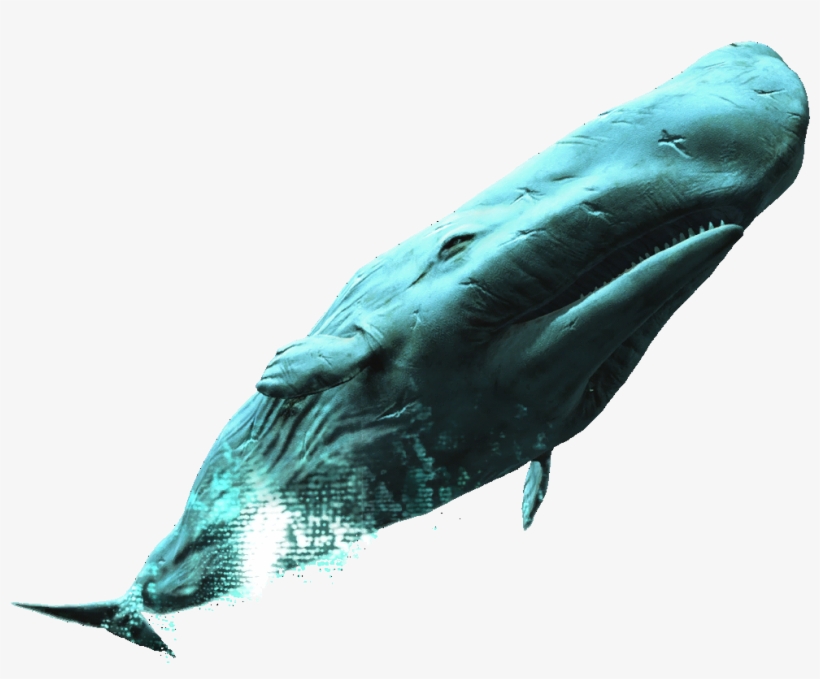White Whale - Assassin's Creed White Whale, transparent png #237429