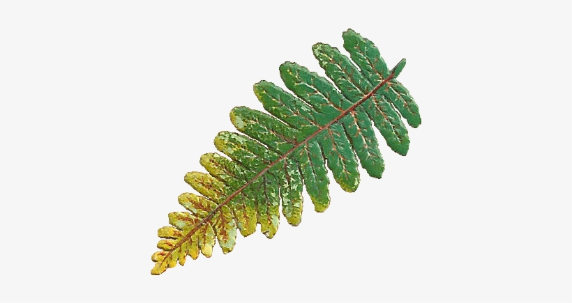 Victorian Scrap Of A Fern Leaf - Clip Art, transparent png #237477