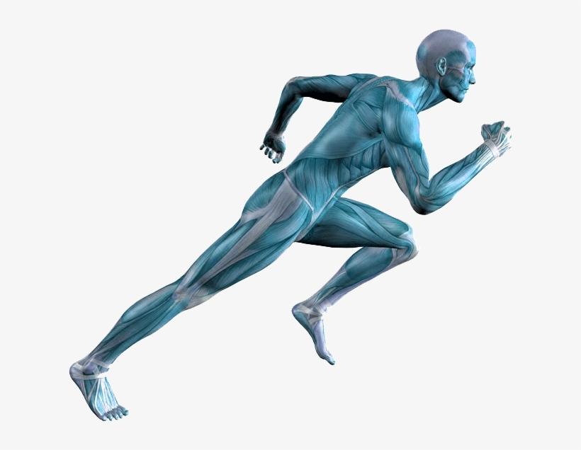 Achilles Tendinopathy - De La Resistencia Fisica, transparent png #237479