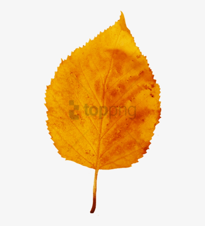 Yellow Brown Fall Leaf, Small Red Yellow Clipart - Fall Leaf, transparent png #237589