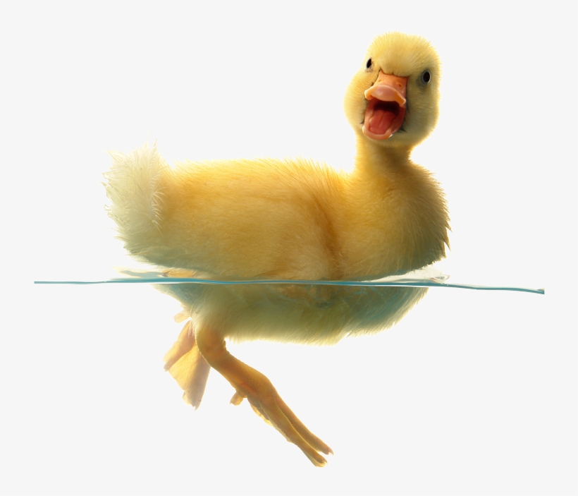 Duck Png Transparent Free Images - Son Of A Chicken, transparent png #237651