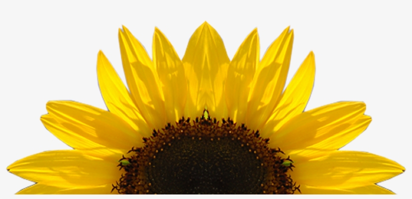Sunflower Png Download Image - Key Cutting Board Kess Inhouse, transparent png #239298