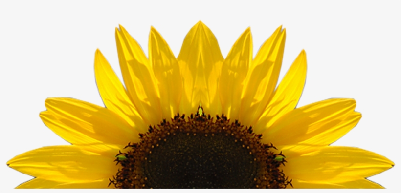 Sunflower Png Download Image - Key Cutting Board Kess Inhouse, transparent png #239298