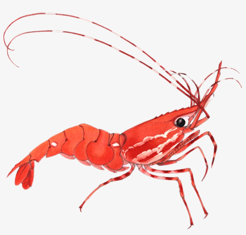 Ether Shrimp Farm, transparent png #239361