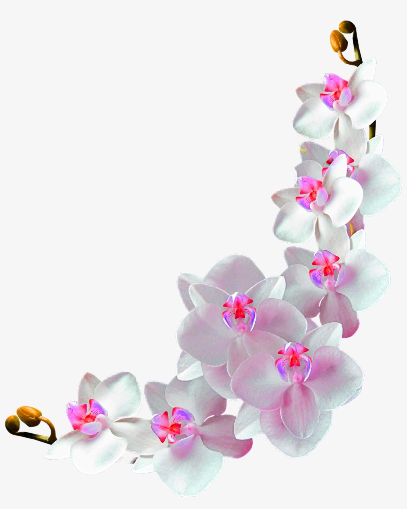 Orchids Film Frame Photography Clip Art - Orchids Frame, transparent png #239653