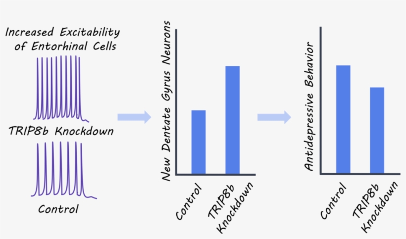 Ihippostudy - Portable Network Graphics, transparent png #2305094