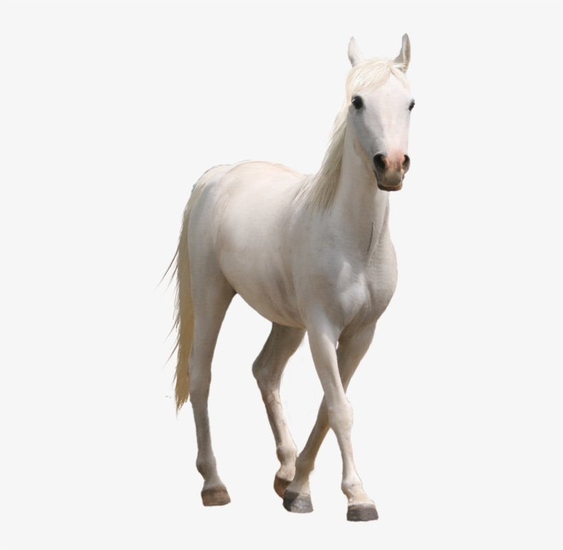 Caballo-2 - Horse Png, transparent png #2306262