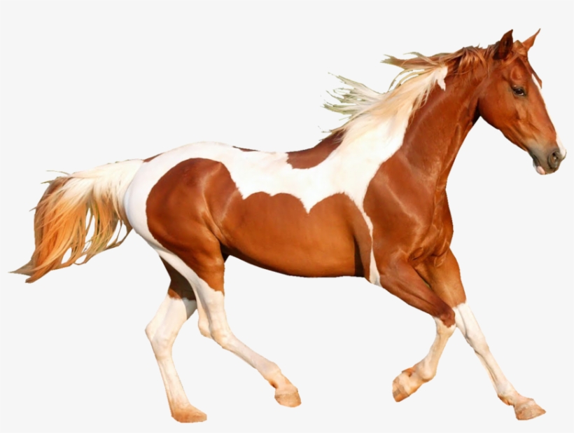 Share This Image - Caballo Al Galope Png, transparent png #2306337
