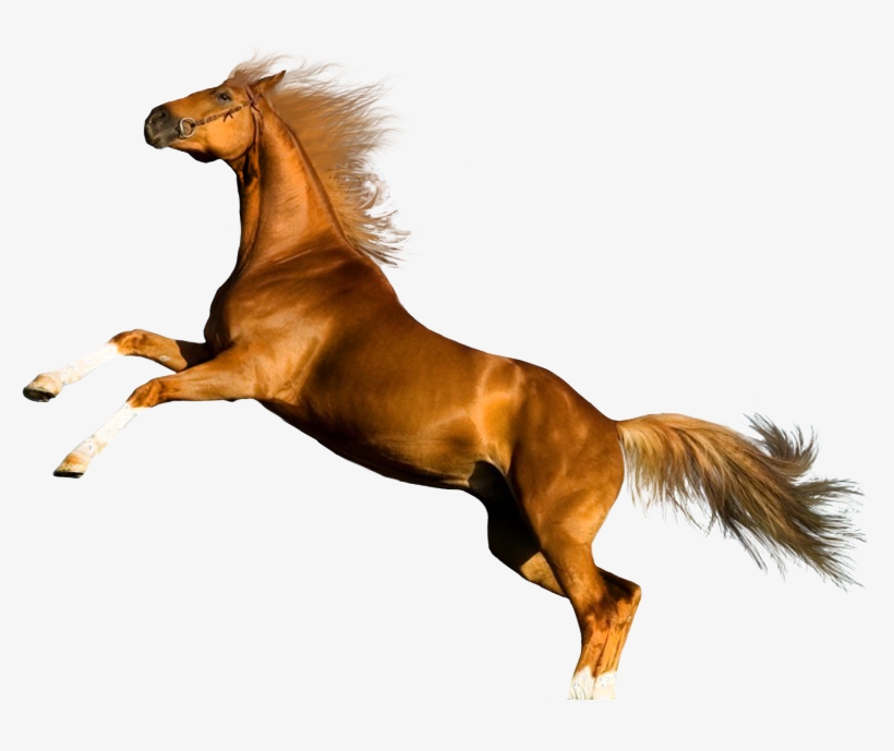 Horse Rearing, transparent png #2306429