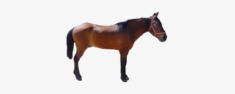 Imagen Imagen Real De Caballo - Caballo En Formato Png, transparent png #2306781