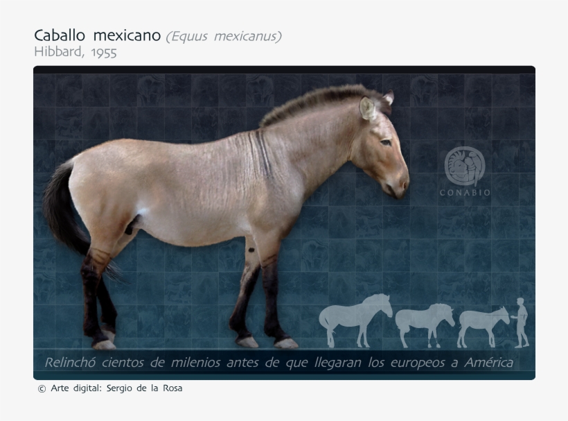Parientes Vivos Más Cercanos - Caballo Del Pleistoceno, transparent png #2307025