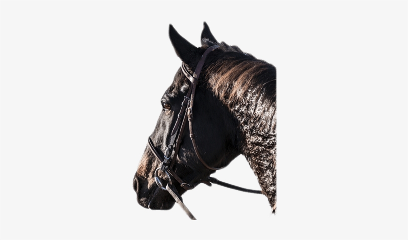 Caballo - Photography, transparent png #2307166