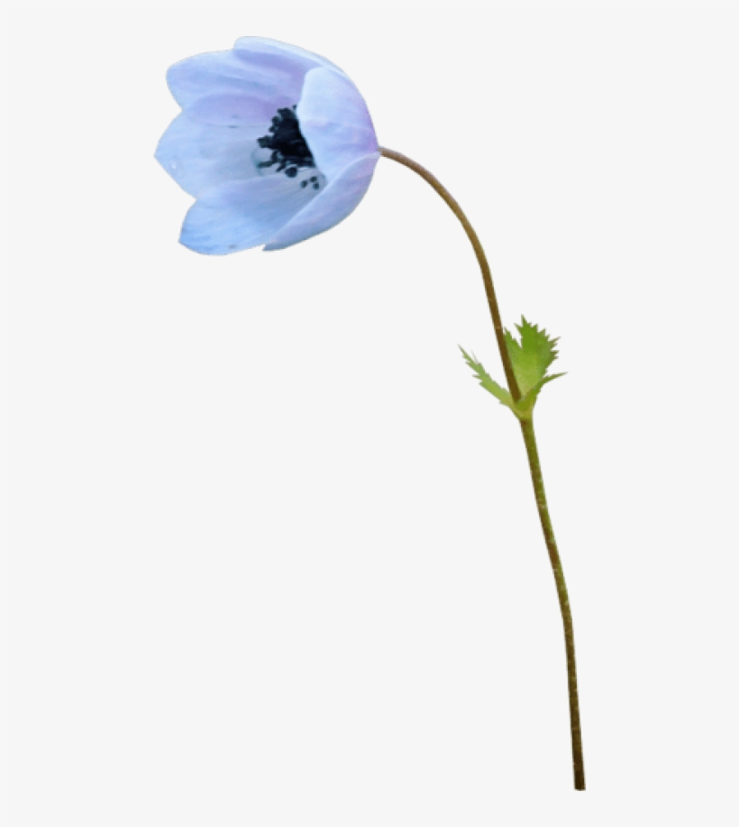 Soft Meadow - Baby Blue Eyes, transparent png #2307348