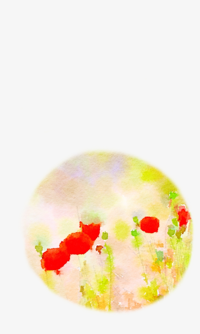 Poppy, transparent png #2307350