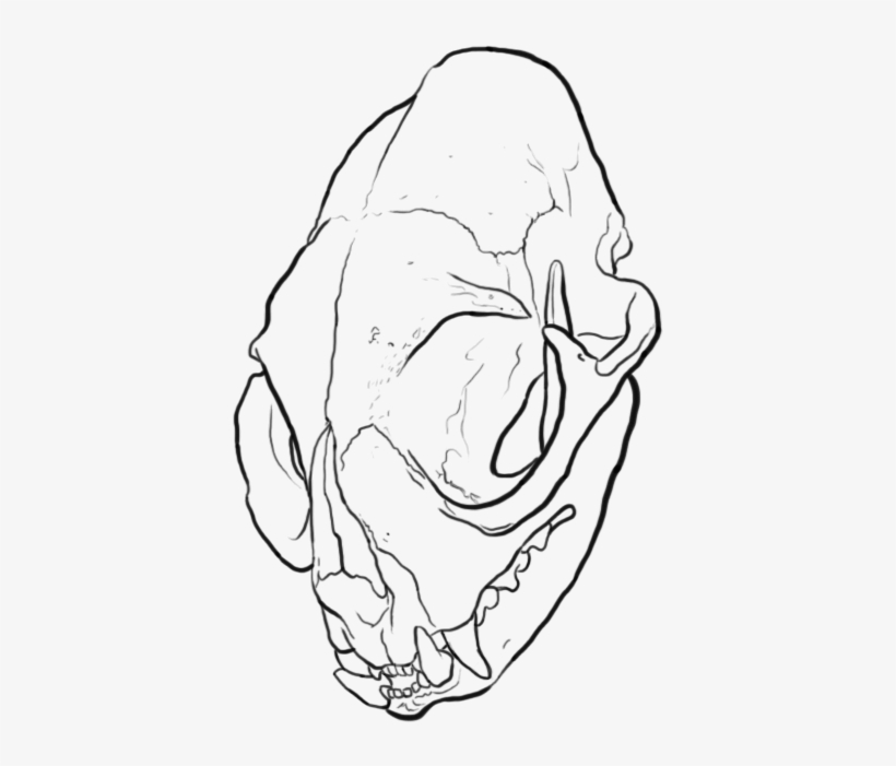 Cat Skull - Digital Art, transparent png #2310416