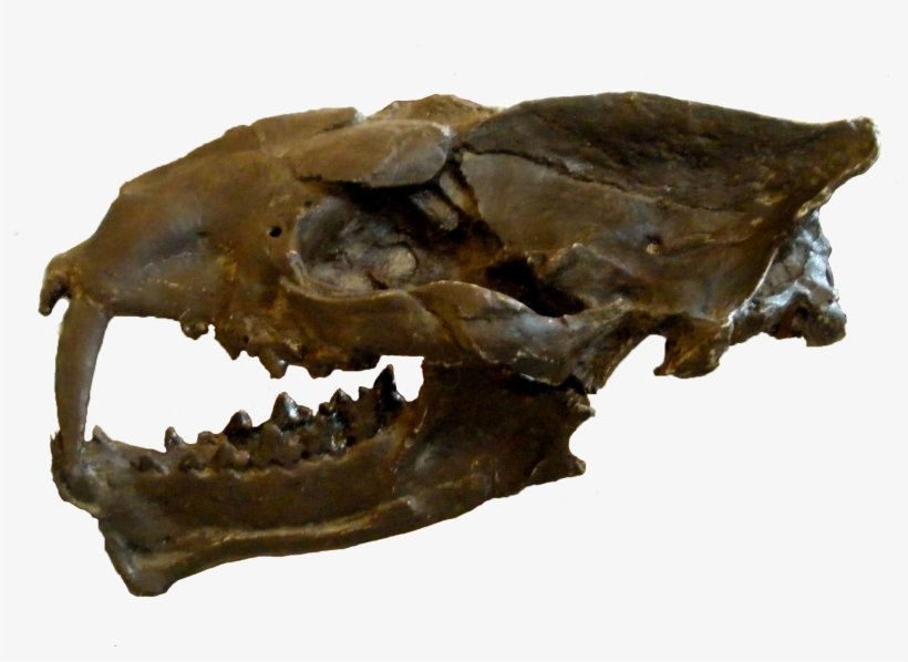 Machaeroides Eothen - Machaeroides, transparent png #2310511