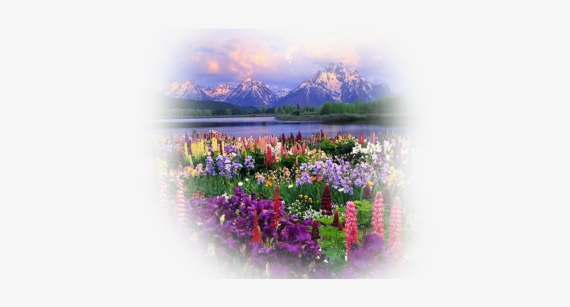 Paisajes Y Flores Png - Grand Teton National Park, Mount Moran, transparent png #2310974