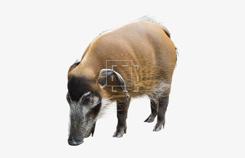 Parent Category - Domestic Pig, transparent png #2311746