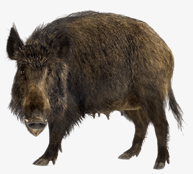 Free Png Boar Png Images Transparent - Wild Boar Png, transparent png #2311771