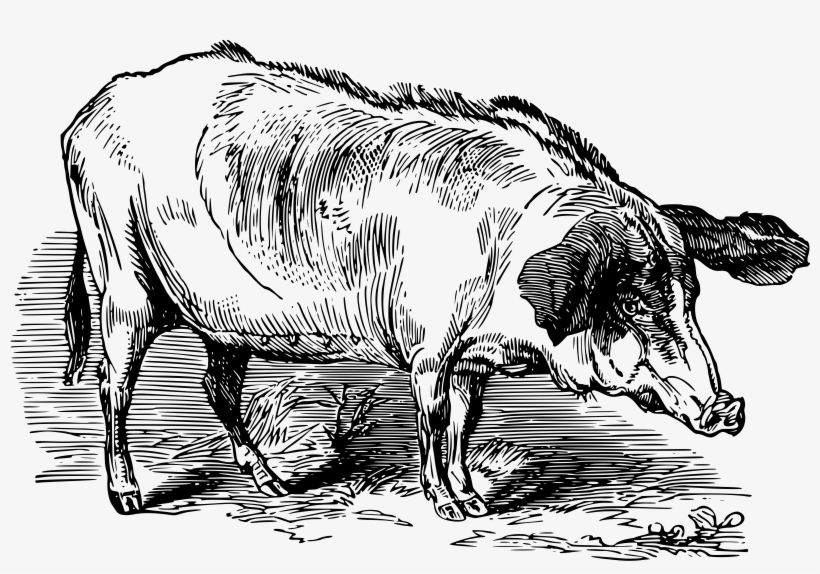 This Free Icons Png Design Of Western Beech Nut Hog, transparent png #2312172