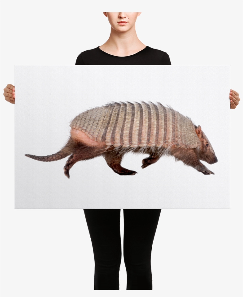 Armadillo Canvas - Black Mask Red Pied French Bulldog Canvas, transparent png #2312855