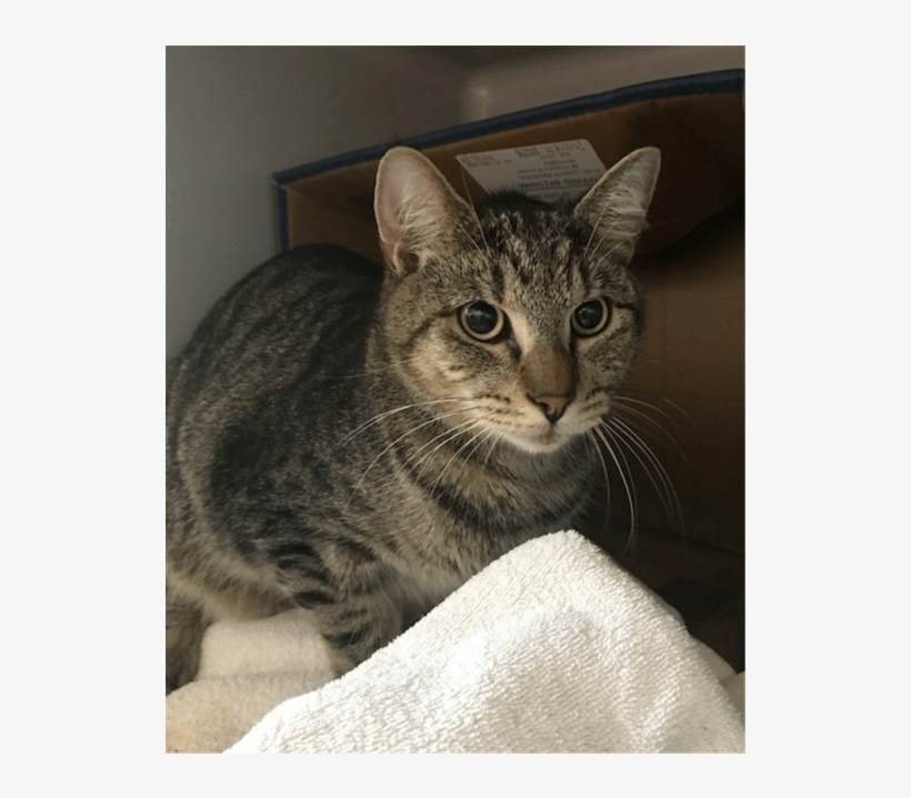 Photo Of Felix - Domestic Short-haired Cat, transparent png #2313052