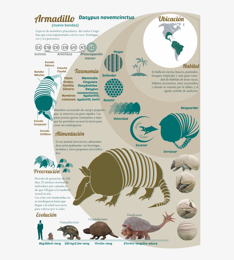 Sobre El Armadillo Armadillo, Animais, Exotic Animals, - Safari Ltd. Doedicurus - Action Figures, transparent png #2313232