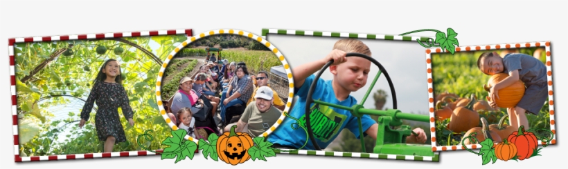 Squash Tunnel, Hay Ride, Sitting On Tractor, Pumpkin - Pomona, transparent png #2313574