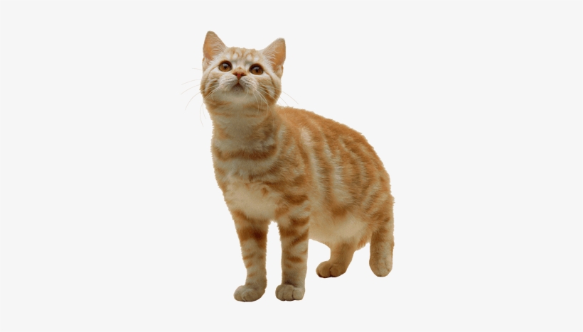Cats With Transparent Background, transparent png #2315528