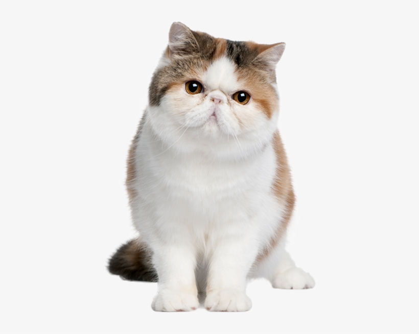 Gato Gordito - Guide To Owning An Exotic Shorthair Cat [book], transparent png #2315703
