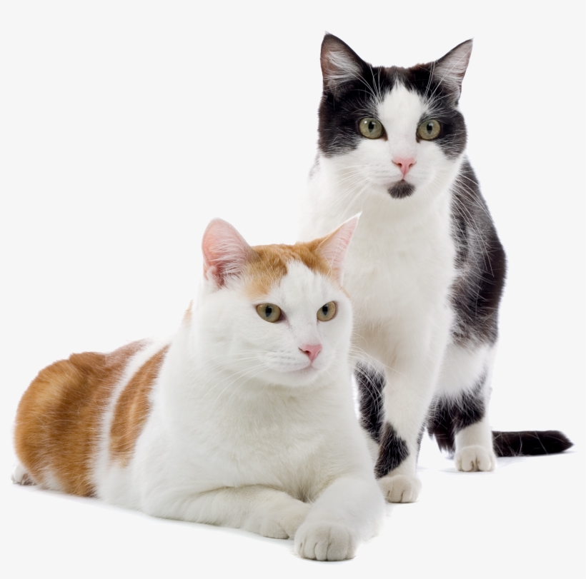 La Clave Para Adiestrar A Un Gato Es Basarse En Las - Lipidosis Hepatica Idiopatica Felina, transparent png #2315785