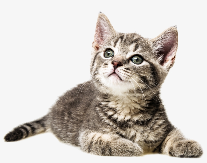 Gatos - Cat, transparent png #2315809