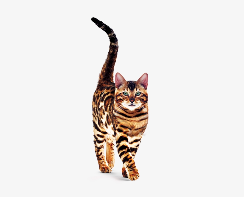 Gran Plus - Ração Gran Plus Gatos Adultos Salmão, transparent png #2315999