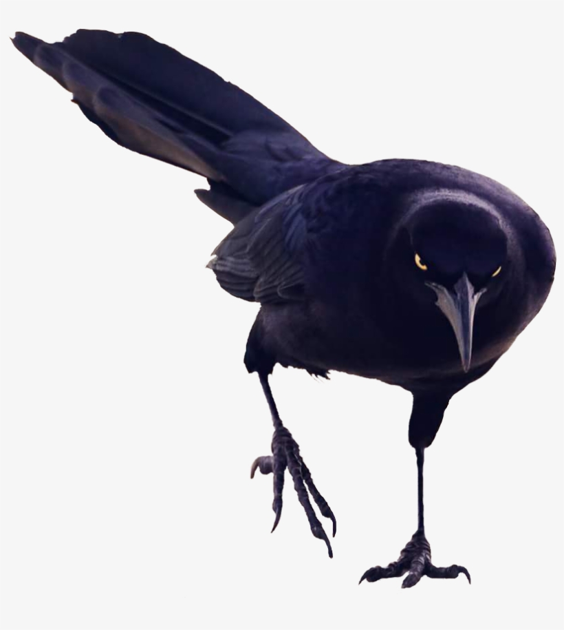 Badass Bird Cutouts Png Badass Raven Bird - Png Birds, transparent png #2316204