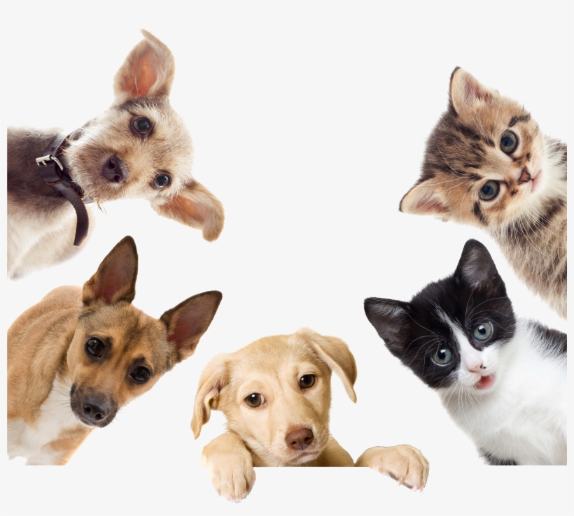 Loading - Lumsing Pet Carrier For Dogs & Cats Comfort Airline, transparent png #2316361