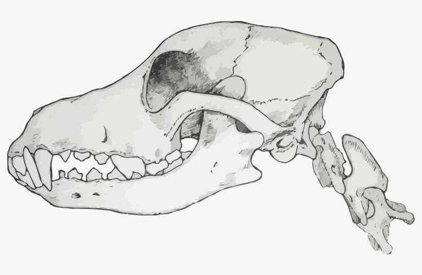 Carnivores Have Sharp Jagged Teeth Which Are Designed - Skull, transparent png #2317509