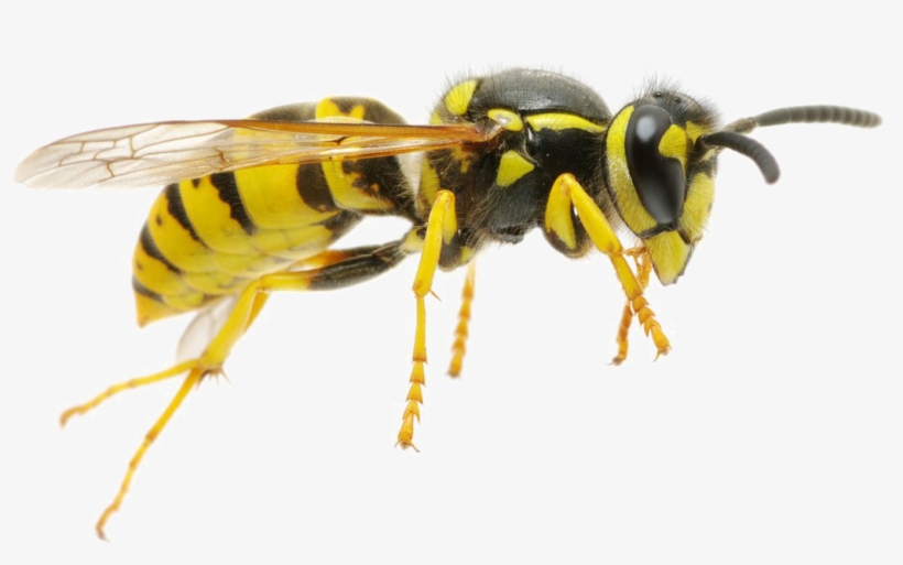 Wasp Png Transparent Image - Yellow Jacket Bee Png, transparent png #2319780