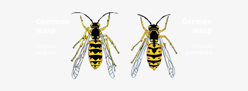 To Help Understand The Impact Of Wasps, We'd Like To - German Wasp Vs Common Wasp, transparent png #2320046