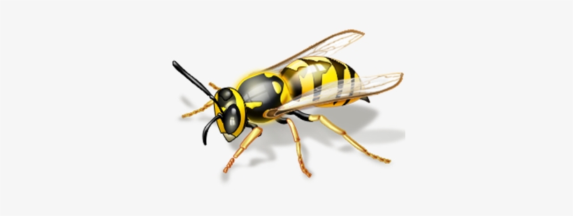 You Can Get Eliminate Wasps With The Right Materials - Bees And Wasps, transparent png #2320189