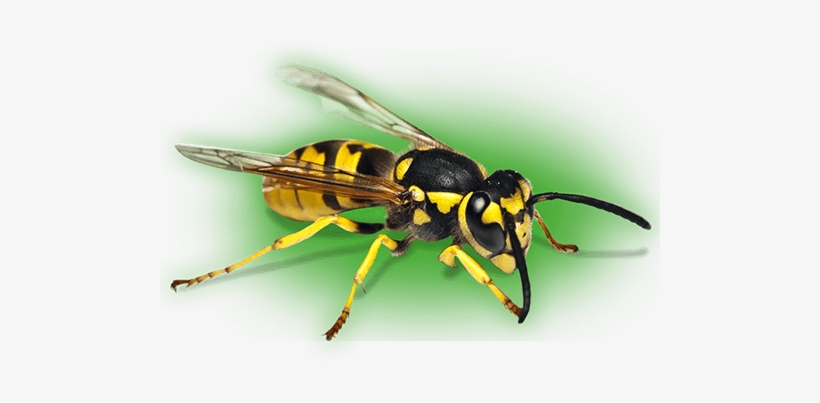 Pest Control Bournemouth - Wasp, transparent png #2320417
