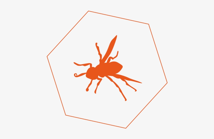 Bee And Wasp Control In Geelong - Wasp, transparent png #2320442