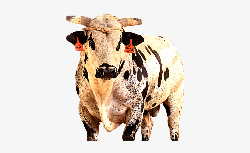 Bring It - Toros De La Pbr, transparent png #2320824