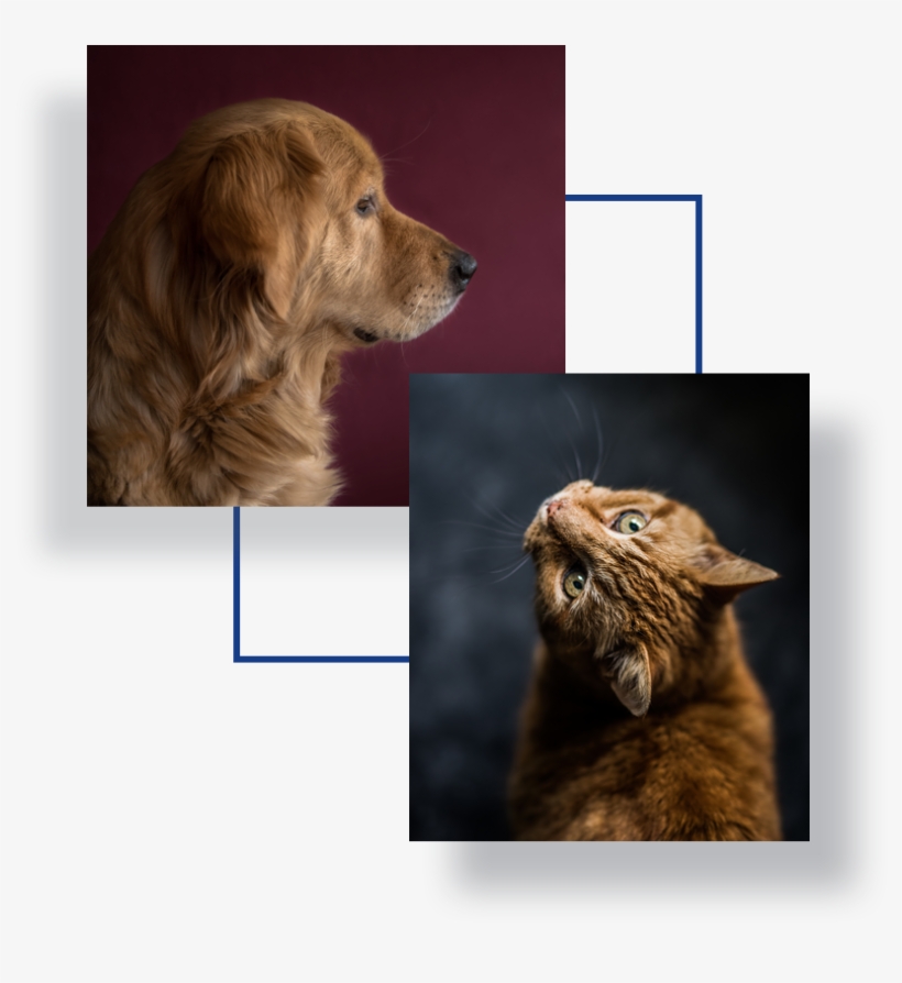 Image Of Cat And A Dog - Cat, transparent png #2321916