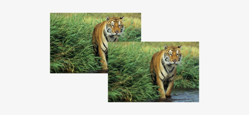 The Smart Blur Effect Smooths The Surfaces While Keeping - Tiger, transparent png #2321958