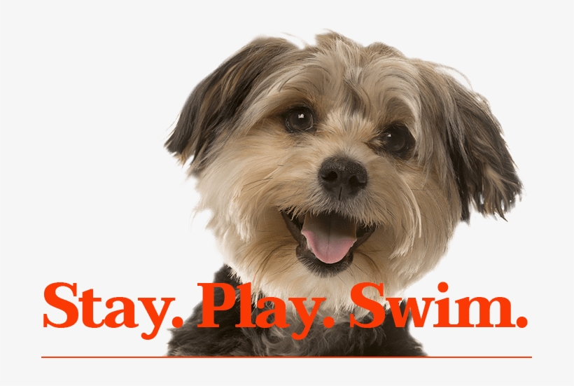 Stay - Play - Swim - - Dog Looking, transparent png #2322327