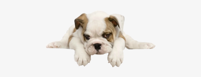 Tumblr Mfdl4ybkem1rgpyeqo1 - Bulldog Transparent, transparent png #2322440
